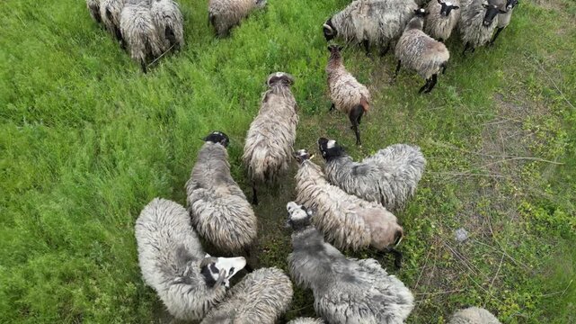 A flock of sheep graze in a lush green field on a sunny day. They are all fluffy and white with black markings. The sheep are enjoying the warm weather and fresh grass.