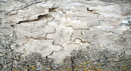Tree bark textured background with cracks and rough edges. Organic rustic texture from nature.