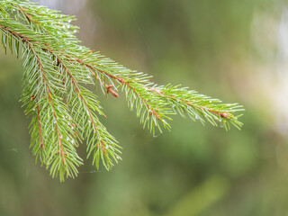 Background of green spruce branches in sunset light