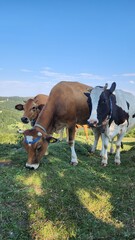 cows in a field,Farm cows grazing in a summer meadow.
