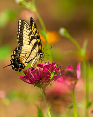 Eastern Tiger Swallowtail Butterfly Feeding on a Zinnia Flower