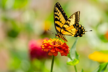 Eastern Tiger Swallowtail Butterfly Feeding on a Zinnia Flower