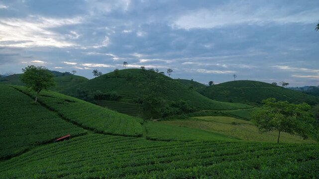 Time lapse of aerial top view of green fresh tea or strawberry farm, agricultural plant fields with mountain hills in Asia. Rural area. Farm pattern texture. Nature landscape background, Long Coc, Vie