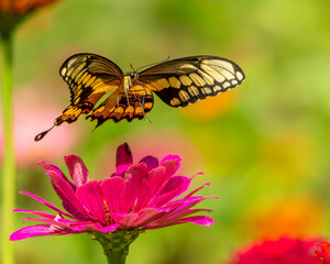 Giant Swallowtail Butterfly feeding on zinnia