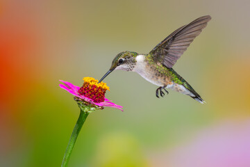 Ruby-throated hummingbird feeding on Zinnia