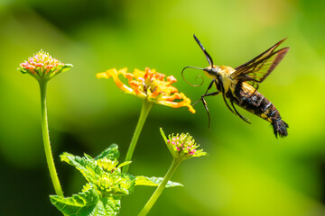 Hummingbird Moth feeding on a lantana flower