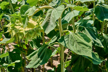 Wilted sunflower heads bending over in a field.