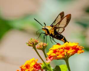 Hummingbird Moth feeding on a lantana flower