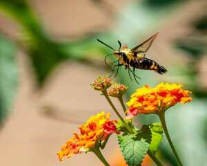 Hummingbird Moth feeding on a lantana flower