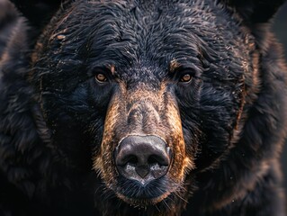 Animal Close-Up Portrait
