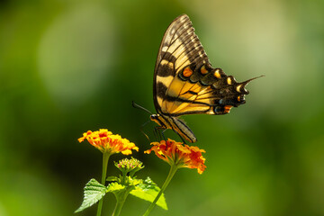 Eastern Tiger Swallowtail Butterfly