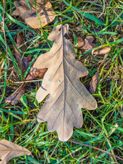 Orange, brown and yellow fallen oak leaves in the sunlight.