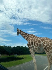 giraffe in the savannah
