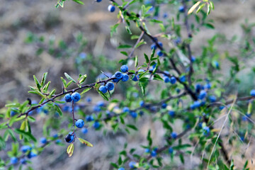 Close-up of blue sloe berries on a thorny branch in nature