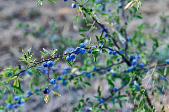Close-up of blue sloe berries on a thorny branch in nature