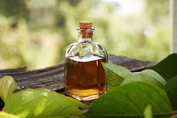 A bottle of herbal tincture with japanese knotweed or Reynoutria japonica leaves on a table