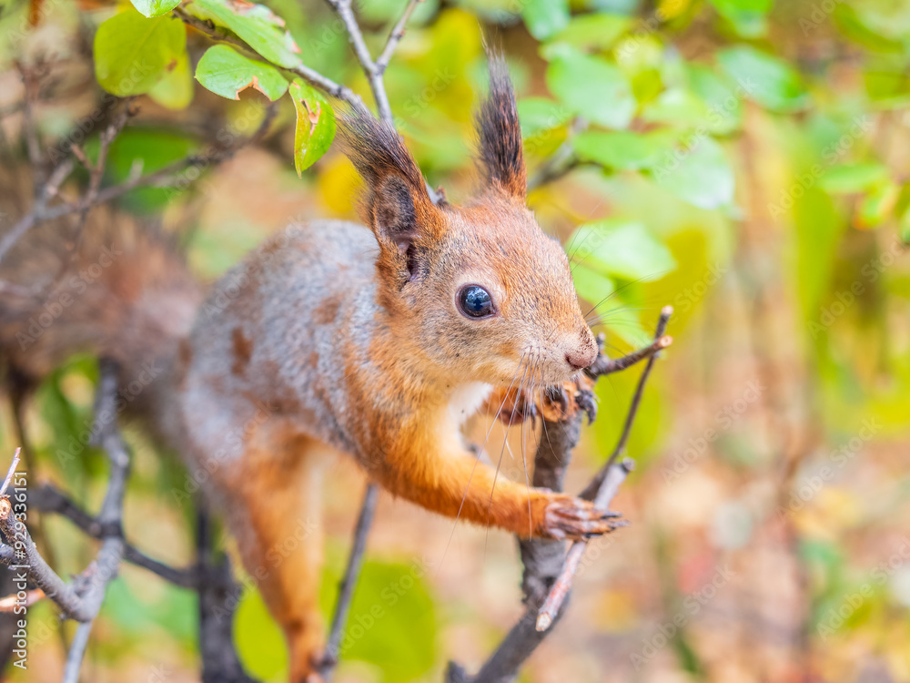 Poster Portrait of a squirrel on a tree trunk