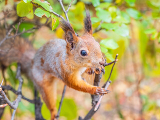 Portrait of a squirrel on a tree trunk