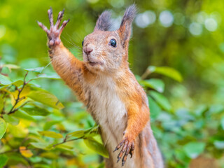 Fototapeta premium Autumn Squirrel standing on its hind legs on on green grass with fallen yellow leaves