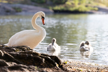 Mute swan (Cygnus olor) in a lake, Seurasaari, Helsinki, Finland.