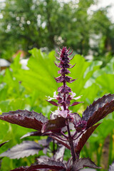 Basil. A flowering plant. Healthy eating. Royal grass.