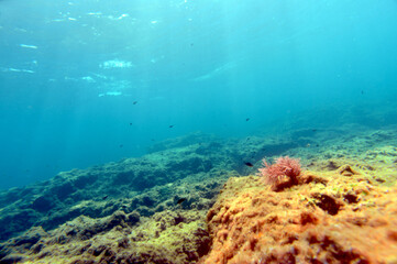 underwater scenery