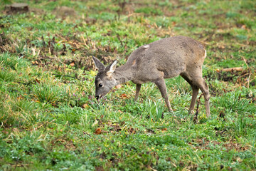 Reh grasst auf einer Wiese