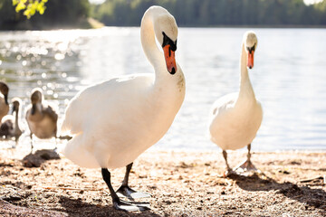 Obraz premium Mute swan (Cygnus olor) in a lake, Seurasaari, Helsinki, Finland.