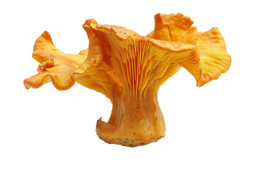 Fototapeta premium Chanterelle mushroom in HD isolated on clear white background, emphasizing its rich color and texture.
