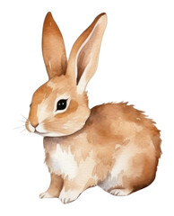 Fototapeta premium PNG Rabbit animal mammal rodent.