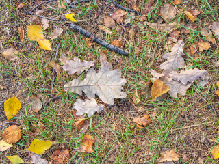 Orange, brown and yellow fallen oak leaves in the sunlight.