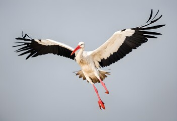 white stork in flight