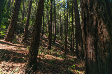 red wood forest outdoor nature summer