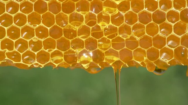 Honey dripping from honey comb on nature background, close up. Fresh honey dripping from the honeycombs. Healthy food concept and diet