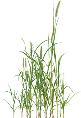 Side view of Yellow Foxtail plant