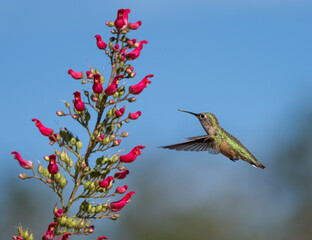 Green Selasphorous hummingbird and Redbird in a Tree blooms, Durango, Colorado, USA