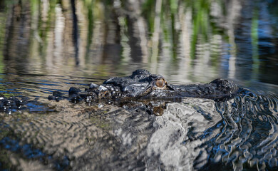 Adult American Alligator swimming in a canal at Okefenokee Swamp Park in Georgia.