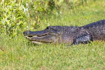 American Alligator resting in the grass at Okefenokee Swamp Park in Georgia.