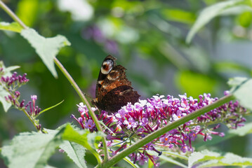 European peacock butterfly (Aglais io) perched on summer lilac in Zurich, Switzerland