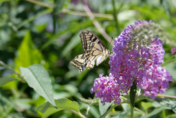 Old World Swallowtail or common yellow swallowtail (Papilio machaon) sitting on summer lilac in Zurich, Switzerland