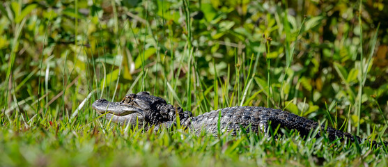 Naklejka premium Hatchling baby alligators hiding in the grass at Okefenokee wetland swamp Park in Georgia.