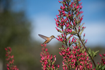 Rufous hummingbird and Redbird in a Tree blooms, Durango, Colorado, USA