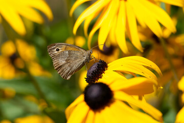 Obraz premium Meadow Brown Butterfly (Maniola jurtina) sitting on a yellow rudbeckia hirta flower in Zurich, Switzerland