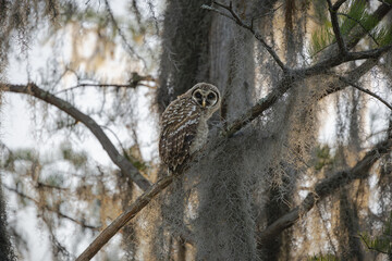 Baby Barred Owl Fledgling sitting in a pine tree at Okefenokee Swamp Park Boat tour in a Georgia wetland natural park.