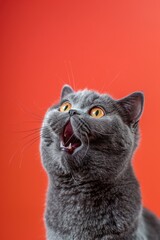 A gray cat with its mouth open looking up