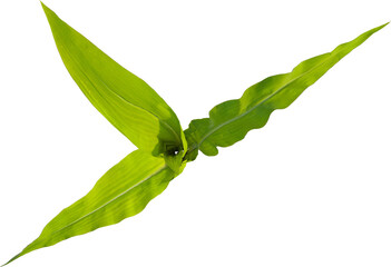 Top view of young maize plant - corn