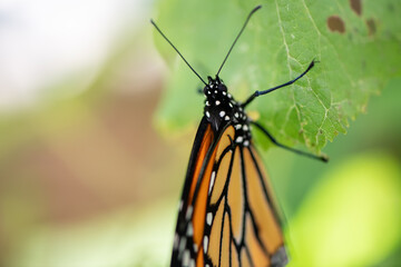 butterfly on leaf