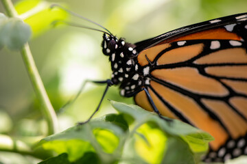 monarch butterfly on green plant