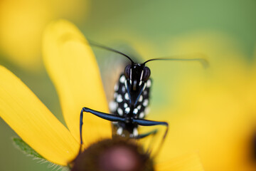 monarch butterfly face