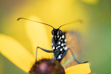 monarch butterfly face and eyes